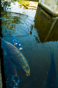 High angle view of fish swimming in lake