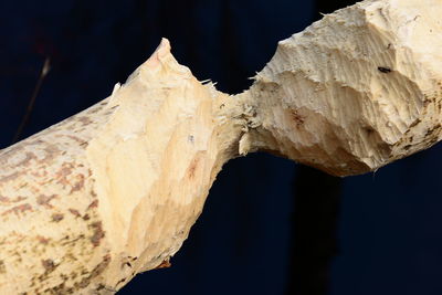 Close-up of dry leaf against tree trunk