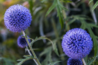 Close-up of purple thistle flower