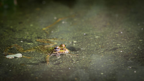 High angle view of frog in swamp