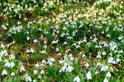 Close-up of flowers growing in field