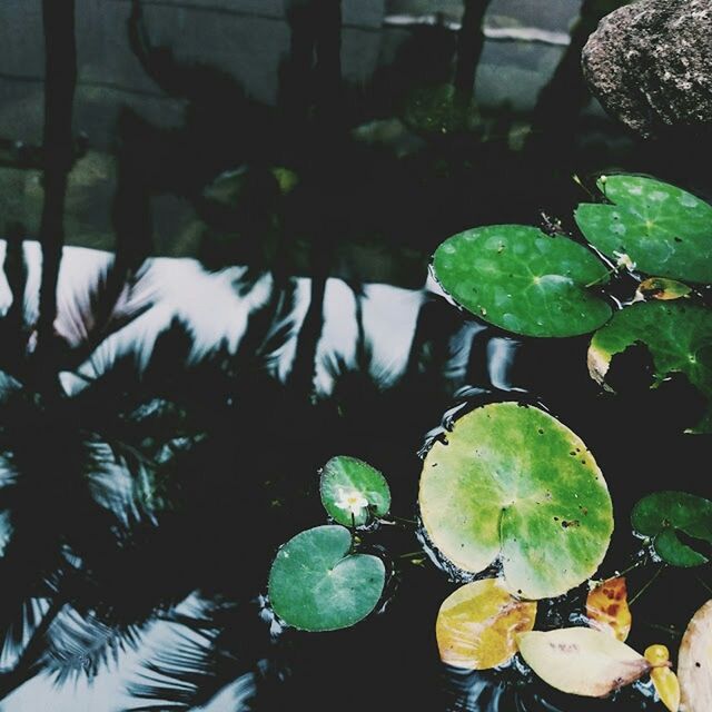 leaf, water, reflection, pond, green color, floating on water, growth, nature, lake, high angle view, plant, leaves, tranquility, water lily, beauty in nature, standing water, waterfront, day, outdoors, sunlight