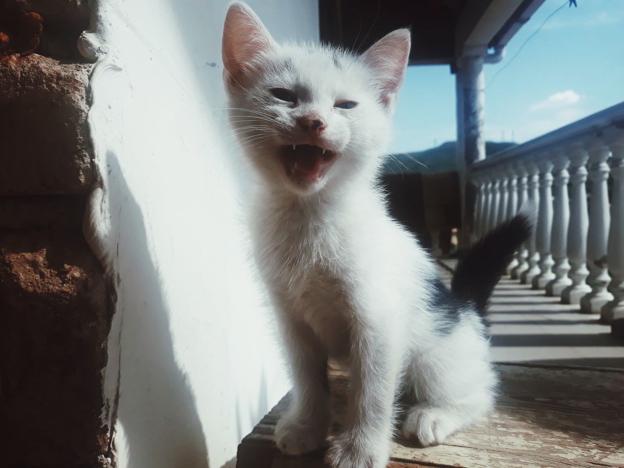 mammal, domestic animals, pets, animal themes, domestic, one animal, animal, vertebrate, white color, mouth open, mouth, domestic cat, cat, no people, portrait, feline, architecture, day, looking at camera, built structure, whisker