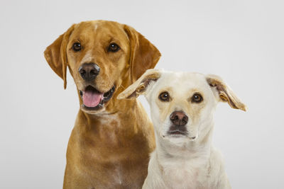Dogs against white background