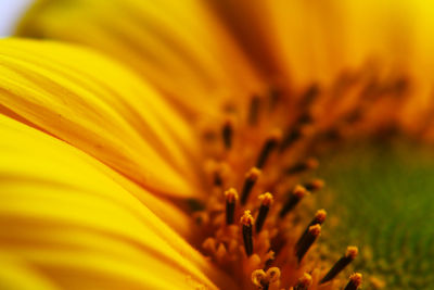 Macro shot of sunflower