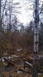 Trees in forest against sky