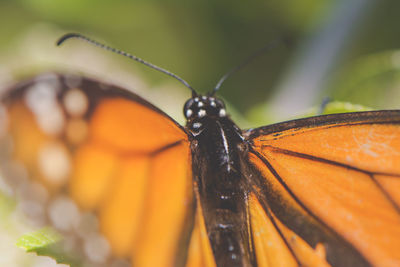 Close-up of insect