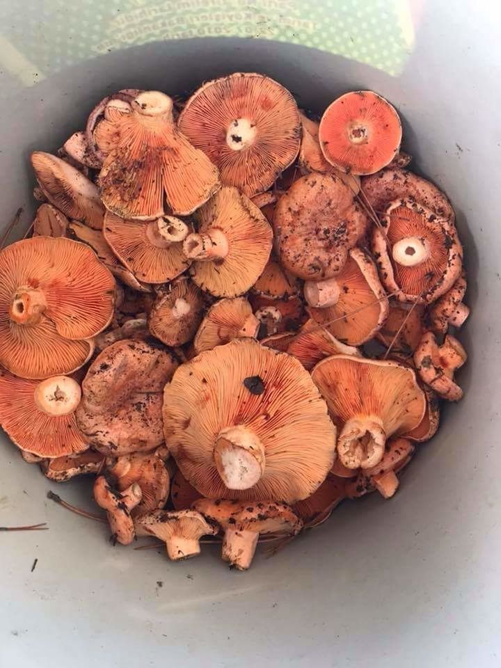 CLOSE-UP OF MUSHROOMS ON PLATE