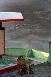 Dog feeding puppies on building terrace