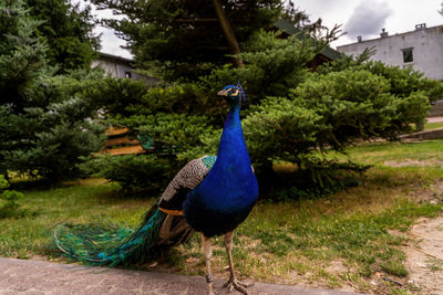 Close-up of peacock