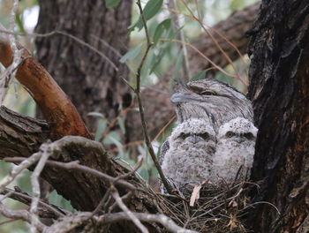 Close-up of bird perching on tree