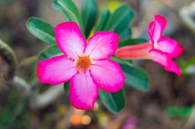 Close-up of pink flowering plant