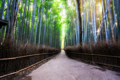 View of bamboo trees in forest