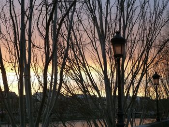 Bare trees at sunset