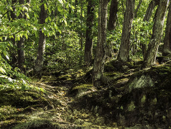 Trees in forest