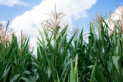 Close-up of crops growing on field against sky