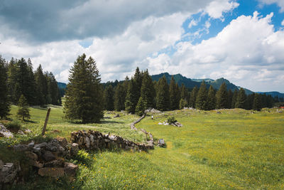 Scenic view of trees on field against sky