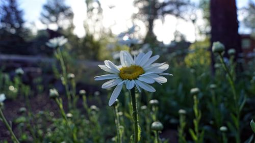 Close-up of flowers blooming in park