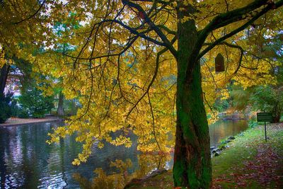 Trees in forest during autumn