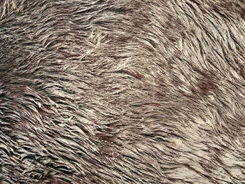 Full frame shot of animal eye