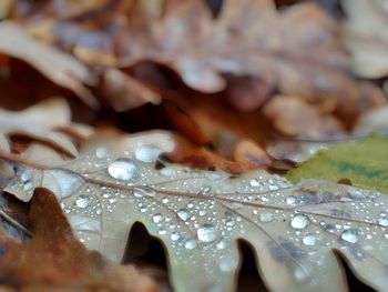 Close-up of water drops on leaf