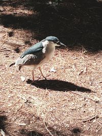 High angle view of bird perching on a field