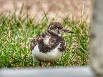 Close-up of a bird on grass