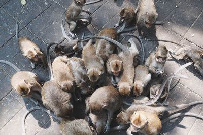 High angle view of birds in nest