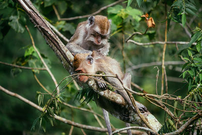 Monkey on tree branch
