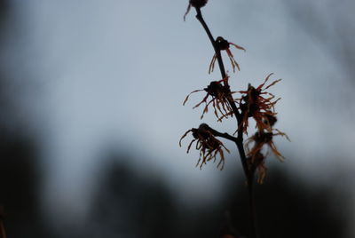 Close-up of flowering plant against sky