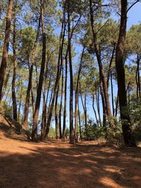 Trees in forest