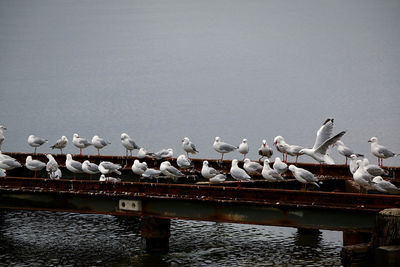 Seagulls perching on a lake