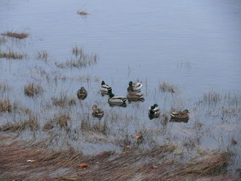 High angle view of mallard ducks swimming in lake