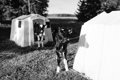 Calves tied to animal pen on grassy field