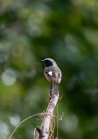 Close-up of bird perching on branch