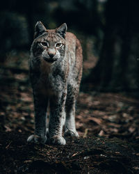 Portrait of cat standing on land