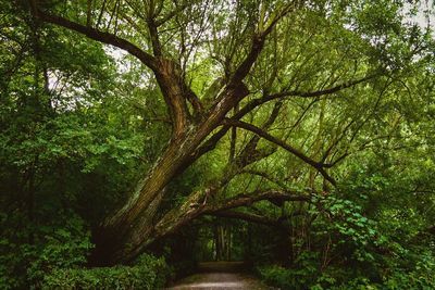 Narrow pathway along trees