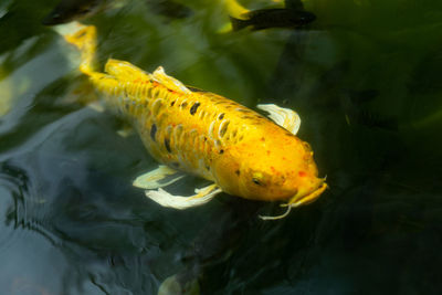 Close-up of fish swimming in sea