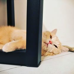 Close-up of cat resting on floor