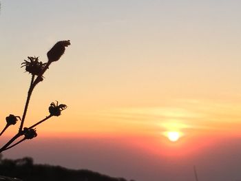 Silhouette of bird on plant at sunset
