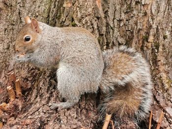 Close-up of squirrel on tree trunk