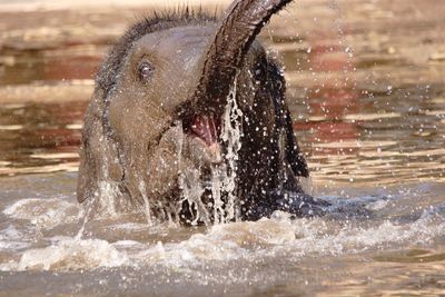 View of dog splashing water