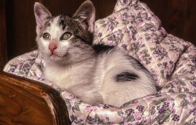 Cat relaxing on bed at home