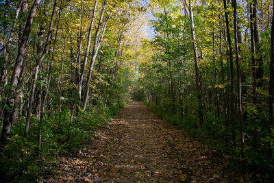 Dirt road amidst trees in forest