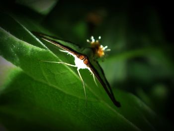 Close-up of insect on plant