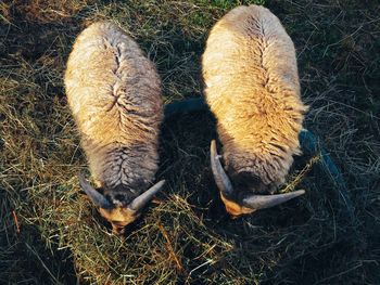 High angle view of sheep feeding at farm