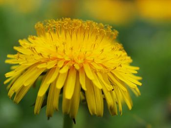 Close-up of yellow flowering plant