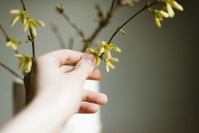 Close-up of hand holding plant