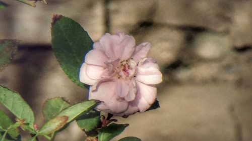 Close-up of pink flower blooming outdoors