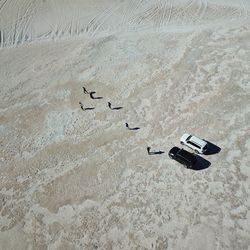 High angle view of birds on sand